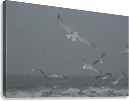 Seagulls Canvas Print