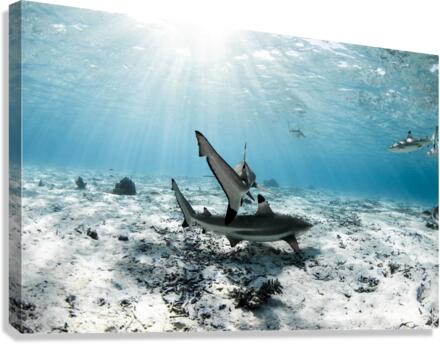 Blacktips Canvas Print