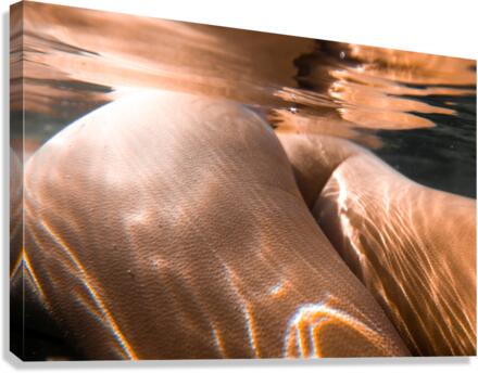 Reflections Canvas Print
