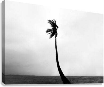 Tropical storm Canvas Print