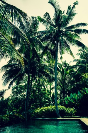 Paradise 