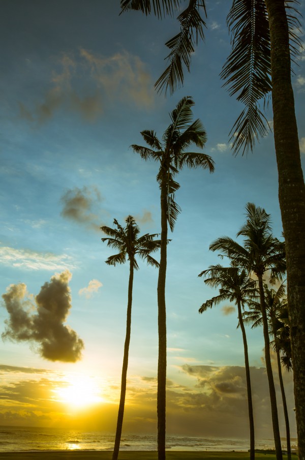 Canguu Bali Print