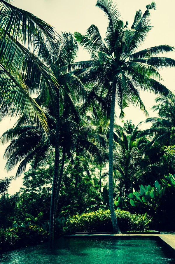 Paradise  Print
