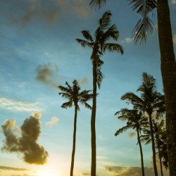 Canguu Bali