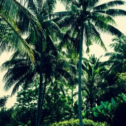 Paradise 