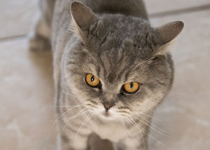 Chat chez soi  