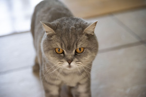Gros minou