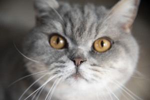 Chat macro