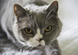 Chat adorable