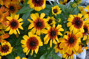Champs de tournesol