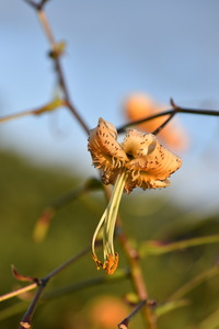 Fleur dautomne lys