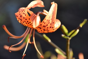 Lys au soleil dete