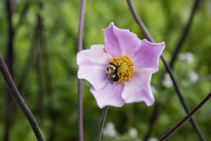 Anemone avec abeille