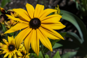 Fleurs tournesol en macro