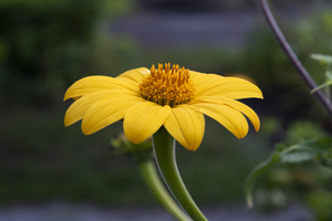 Fleurs jaune magnifique