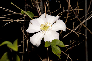 clematite des montagnes