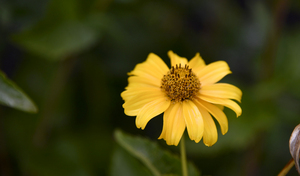 fleur au soleil