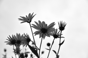 Fleur noir et blanc
