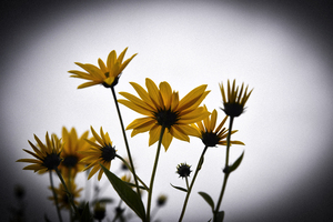 Decorative wall flowers