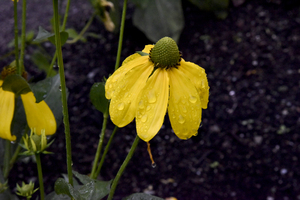 Pluie et deception