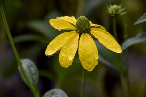 Fleur sous la pluie de printemps