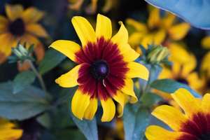 Margurerite eclatante