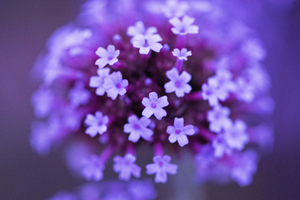 Macro fleur verveine