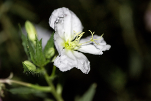 Fleurs power