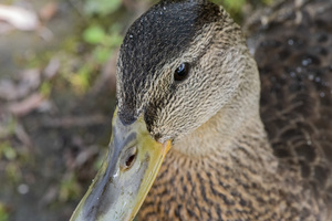 canard macro