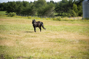 Cheval au galop