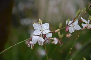 Gaura