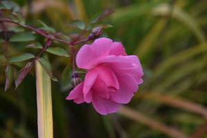 Rose solitaire