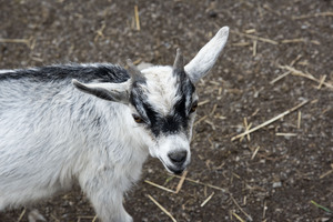 Chevreau a la ferme