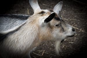 Chevre et compagnon