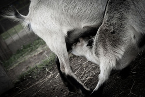 Chevreau qui mange
