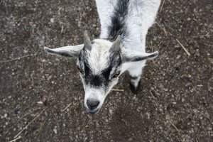 Bebe chevre