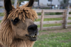 Alpaga dans sa ferme