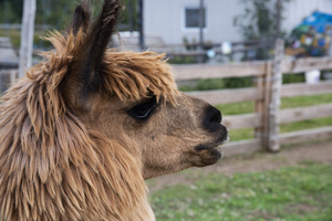 Alpaga relaxe