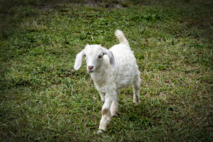Chevreau en balade