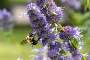Abeille au travaille