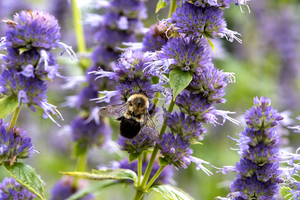 Purple Pollination: Macro Image of Bee on Lavender