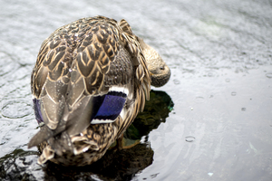 Canard en action
