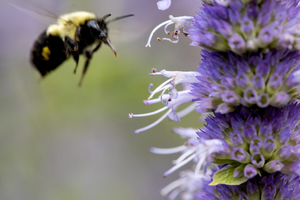 Purple Attraction: Macro Image of Bee Near Lavender