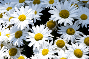 Harmonie naturelle : Decouvrez la delicatesse dun tapis de marguerites blanches en macro