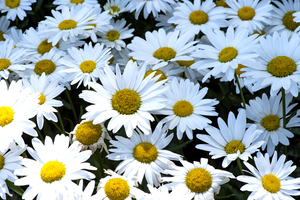 Purete florale : Leclat dun tapis de marguerites blanche