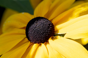 Exploration detaillee : Decouvrez la splendeur dun rudbeckia en gros plan macro