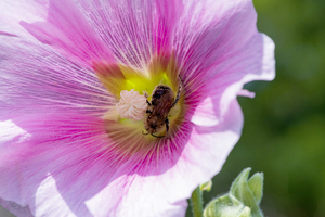 Macro abeille au travaille