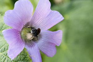  Pollen Collector: Close-Up of Bee on Pink Hibiscus