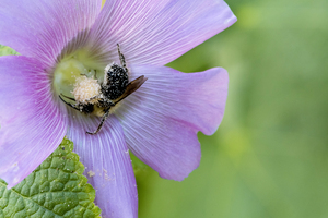 Natures Worker: Macro Image of Pollen-Covered Bee on Hibiscus
