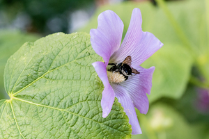 Natures Harmony: Macro Image of Bee on Hibiscus